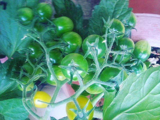 イエロートマトも順調に成長。明日ぐらいには収穫できるかな？？ #家庭菜園 #トマト