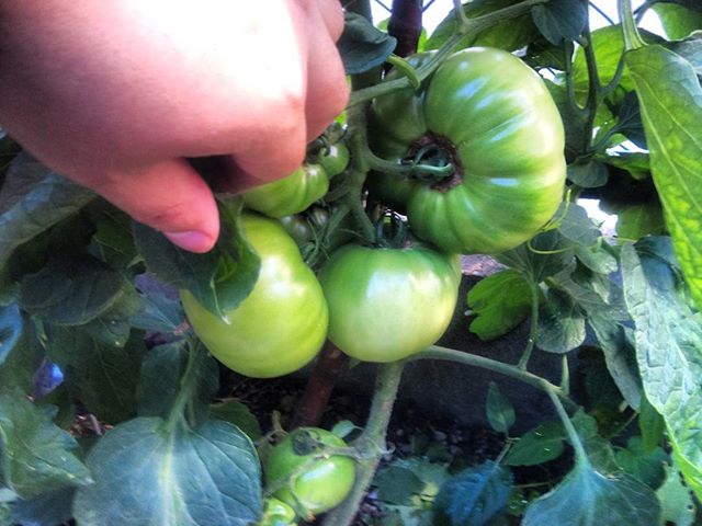 大玉トマトはこんな感じです。どんどん大きくなりますが、色がつくまではもう少しかかりそうです。来週には追肥をあげよう#家庭菜園 #トマト