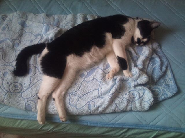 腕を突っ張るようにして眠るモグ氏。もう少し楽な姿勢で寝るようにしましょう(^^)これだけ暑いのに彼は快適そうに寝ています。さ、海に行ってこよう#猫 #cat