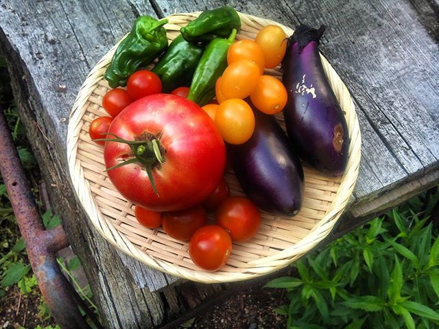 今日は野菜が豊作です。これだけ採れれば野菜もしばらく買わなくて済みそうです。ありがたや日当たりがいい場所のミニトマトはミディトマトぐらいの大きさになっていますが、やはり太陽光は大切ですね。#家庭菜園 #トマト