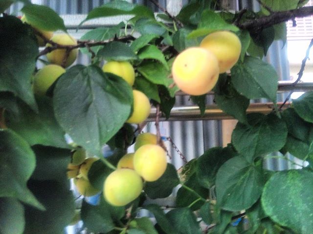 オマケ果物ならぬ、梅の実です。今年もどんどん大きくなりますが、重過ぎて落ちるものもあります。実にモッタイナイ。
