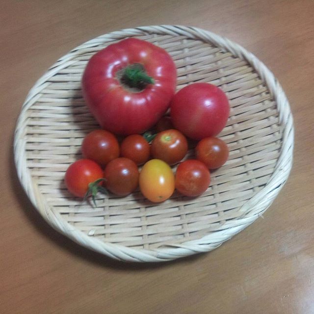遂に来ました大玉トマト明日にはまたまた採れそうです。本格的に暑くなる前に沢山とれるといいな😗#家庭菜園 #トマト #プチトマト