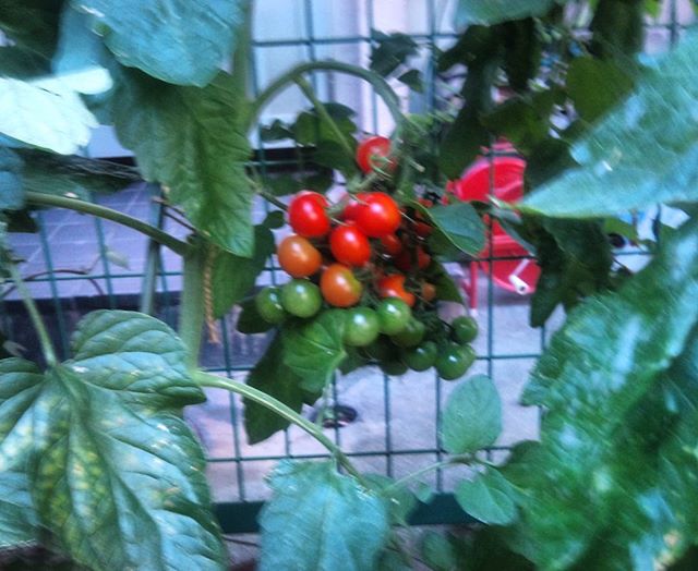 もうすぐ収穫出来そうなプチトマトです。鈴なりについていて一気に採れそうですが、反動が怖いかも、、