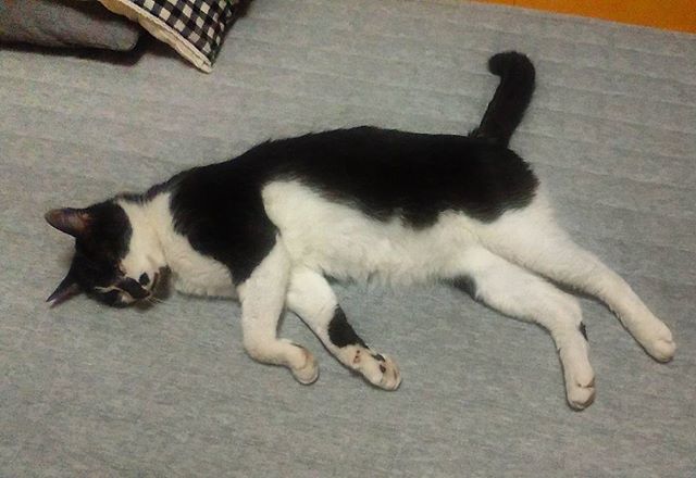 遂に倒れたモグ氏！ 嘘です、クーラーで快適に眠っている写真です。横たわり眠る姿はまるで、おっさ、、　いやなんでもありません。#猫 #cat #おっさん猫