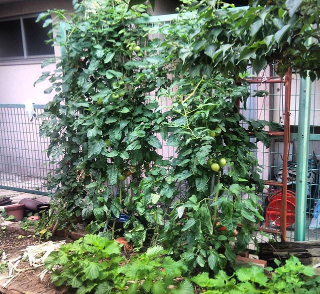 ジャングルのようになってきた我が家の大玉トマトです。足元にあるのは紫蘇の葉ですね、我が家の食料チームです。#家庭菜園