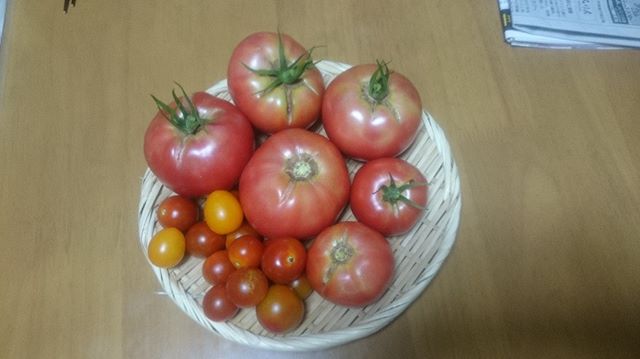 本日も大玉トマトが豊作です。これだけあればしばらくトマトには困ることもなさそうです。(^^)まだまだ取れそうでこれからが楽しみです。#家庭菜園 #トマト #tomato