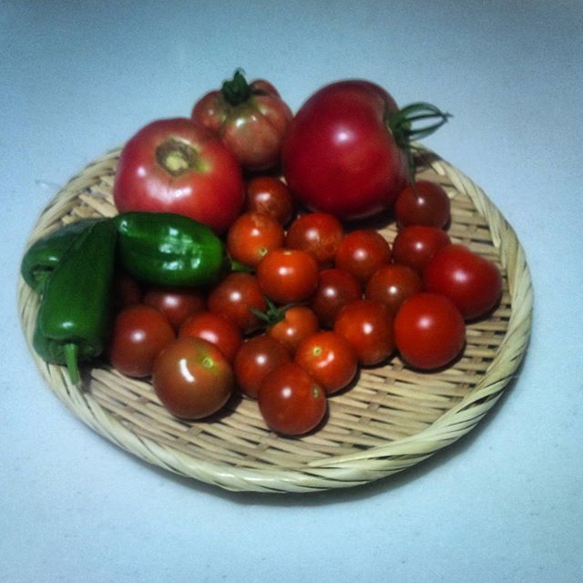 今日もトマトを結構収穫することが出来ました。予定通り大玉トマトも採れたのでこれで今日はピザを作ってみましょうかね(^^)vコンポストも箱の外から触っても熱いくらいになっており、順調です#家庭菜園 #トマト