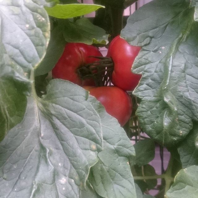 続々と赤くなっていく大玉トマト。これは7月中に収穫全て終わってしまうかも、、( ´∀｀)