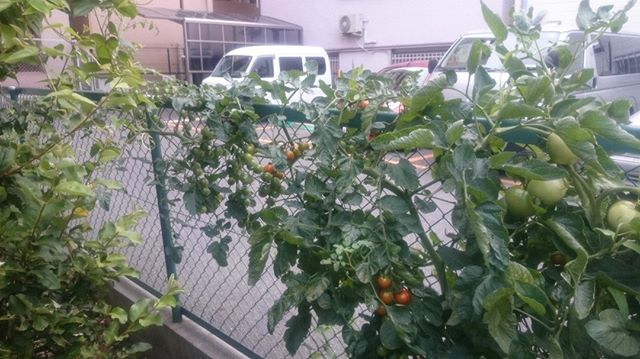 こちらは滴芯せずに伸ばしているプチトマト。肥料と陽当りのおかげかどんどん大きくなります。実も大量についているけど、どこまで大きくなるかな？トマトは環境さえ整えば無限に成長を続けるらしいです。日本では四季があるので、そういうわけにもいきませんが。#家庭菜園 #トマト