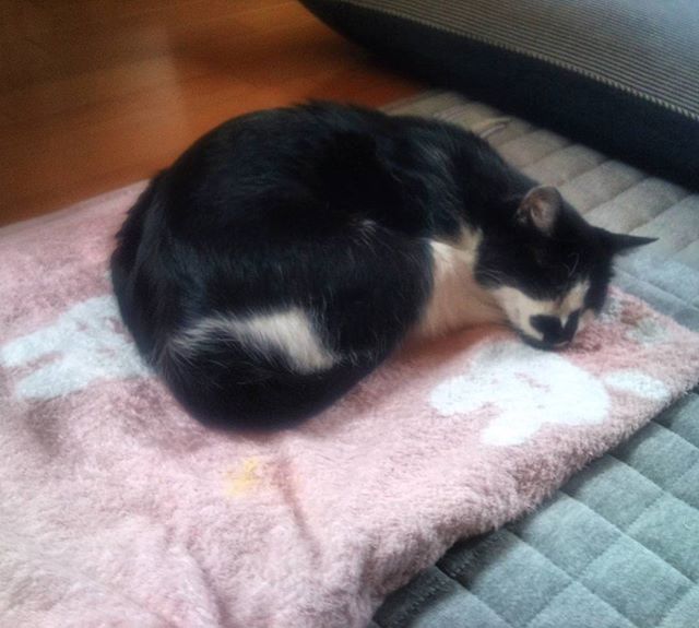 空調の効いた部屋でゴロゴロ。モグ氏は今日もご機嫌に眠っています(*´∀｀) #家庭菜園 #猫 #cat