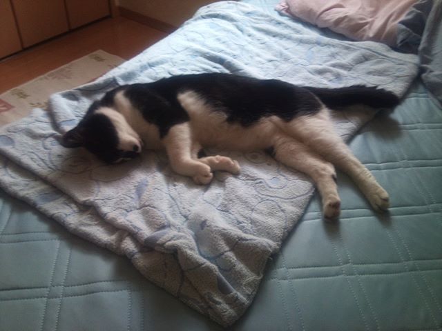今日もモグ氏はベットで倒れたように眠っています。風通しがいいので涼しそう(^-^)最近　畑に猫草を植えたのですが毎日喜んで食べてくれているみたいです#猫 #cat