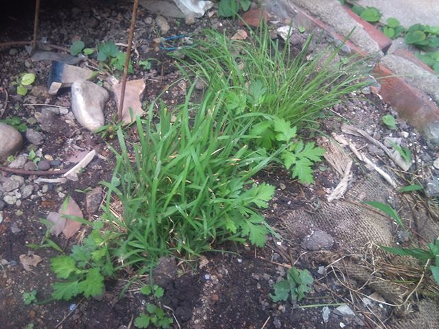 この２つの草がモグさん用に移植した草です。草も食べる草と食べない草がありますが、この草は喜んで食べてくれています。しかし元々肉食の猫が何故草を好んで食べるのか不思議です。毛玉を取るためとか色々言われていますが、実際のところはよくわかっていないようですね。#猫草 #猫 #cat