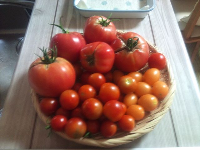 怒涛の大玉トマトラッシュです。赤くなりかけのものも幾つも残っていますのでまだまだ収穫できそうですよ(^^) この勢いで夏の暑さを乗り切ってもらいたいです#家庭菜園 #トマト #プチトマト #tomato