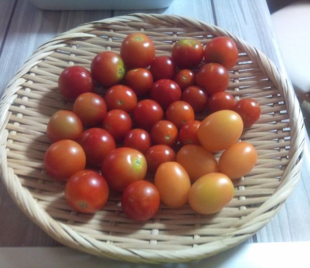 本日の収穫、今日はプチトマトだけでした。昨日好気性発酵を始めた堆肥は湯気がたつほどの高温に。順調に堆肥化が進んでいるようです。#家庭菜園 #トマト