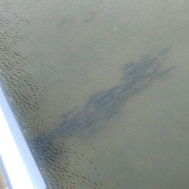 おわかりいただけただろうか？川に大量の鯉？らしき魚を発見。尋常ではない数です。ここは毎度変わった動物を見かけます。亀も普通に泳いでいますよ。#神崎川