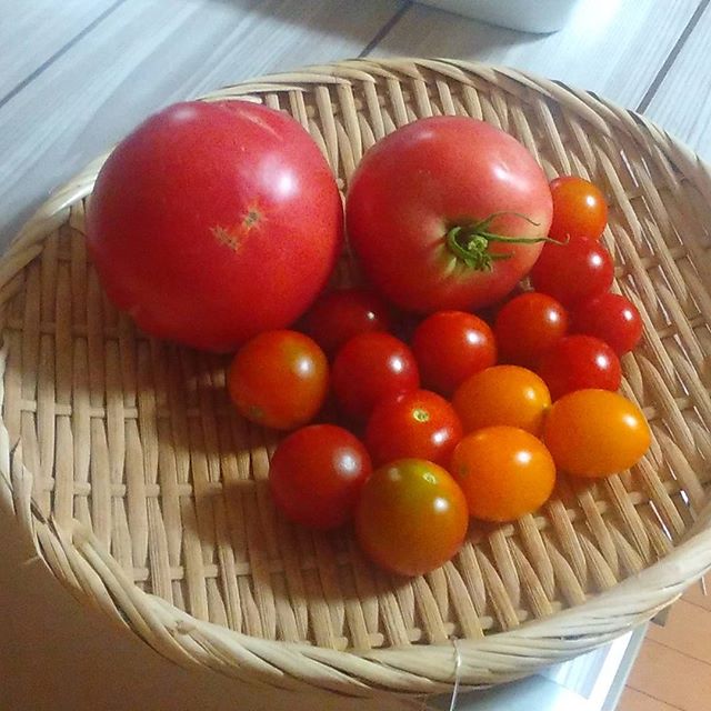 本日の収穫、大玉トマトが採れましたが少し割れています。雨よけをしていないから仕方ないですね。その分新鮮で甘いのでよしとしましょう(*´∀｀)#家庭菜園 #トマト #tomato