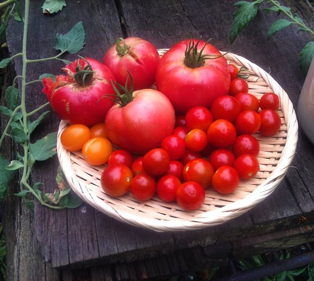 本日の収穫です。雨のおかげかずいぶん赤く熟して美味しそうになりました。ところで昨日悲しい事件が。完熟大玉トマトを2個カラスに突かれたようです。憎たらしい！　初めての事態ですが、これからは気をつけねば。#家庭菜園 #トマト