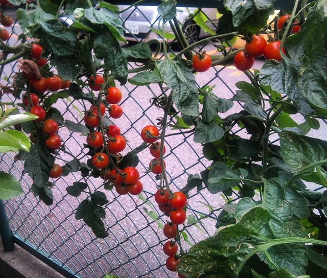 プチトマトもだんだんと赤くなってきました。これは伸ばし放題の苗ですがまだまだ収穫できそうです#家庭菜園 #プチトマト
