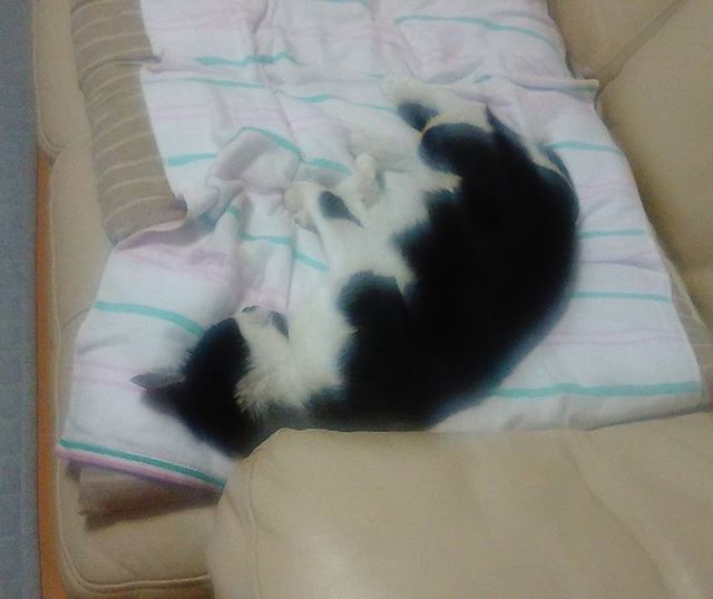 再びソファーがお気に入りになったモグ氏。僕は追い出されました。しかしギリギリで寝るの好きやなあ、、いつか落ちそうだ#猫 #cat #ギリギリでいつも生きていたい？