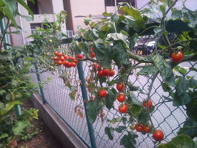 駐車場の隣に面している場所に植えているプチトマトがどんどん大きくなります。本当は摘心といって頂点の部分を取るほうがいいのでしょうが、苗の内いくつかはそのまま成長させるのでこんなことになります。結構鈴なりについてくれているので収穫を楽しみにしています。栄養をたっぷり必要とするはずなので株元には肥料と大量の緑マルチ、それとダンゴムシ＆ワラジムシが大量にいます。なんとか8月の猛暑を乗り越えてくれるかな？？#家庭菜園 #プチトマト