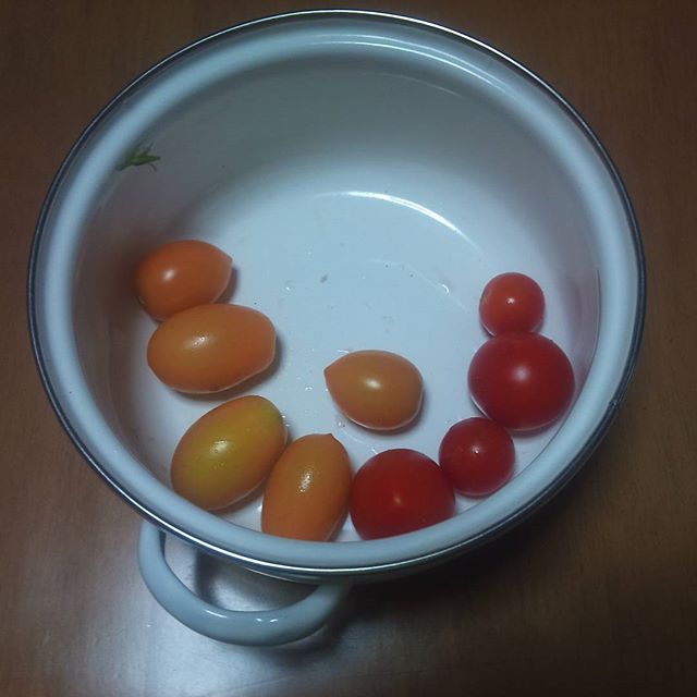 本日の収穫、プチトマトが中心です。ジャングルのようになってきたトマトから収穫です。お世話していない脇芽苗ですが、ここにきて収穫できるようになってきました。神戸は本日台風上陸。被害の無いことを祈ります。#家庭菜園 #トマト