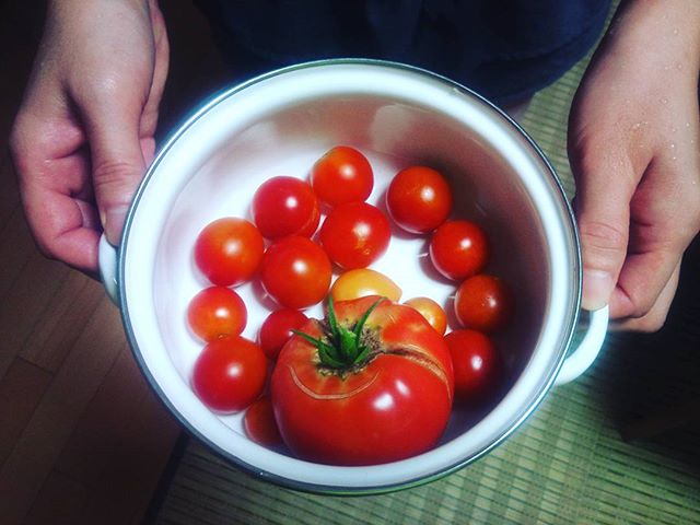 今日の収穫です。暑さのせいかトマトもお疲れ気味で、大玉トマトはこれが最後になるかもしれません。プチトマトについてはまだしばらく収穫できそうです。さ、お盆に向けてあとひと踏ん張りしてこよう😀#トマト #家庭菜園