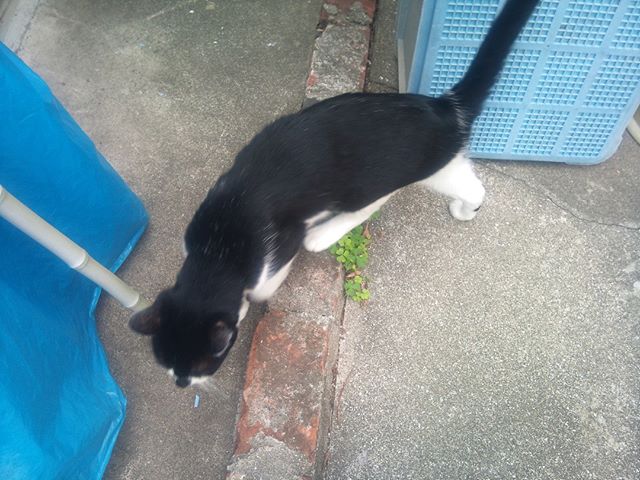 家の裏で散歩中のモグさんに遭遇。なんか気まずくなったのか慌てて移動して売るモグさん#猫 #cat