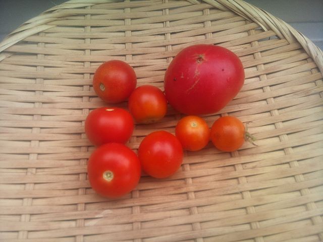 やはりお盆も近づくとトマトの収穫量もだんだん少なくなります。毎年のことではありますが、寂しくなります(T-T)脇芽が幾つか育ってきましたのでそれが順調に成長することを祈るばかりです。うまくいけば10月ぐらいには収穫できるかな？？#家庭菜園 #トマト