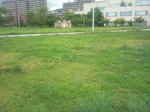 こちらは足湯の反対側にある公園です。草がたくさんありますから、モグさんも来たら大喜びしそうです。しかしこれは移動用のバッグの音を聞くだけで逃走するほどバッグが嫌いです。残念ながらモグさんと一緒にここまで来るのは難しいですね。