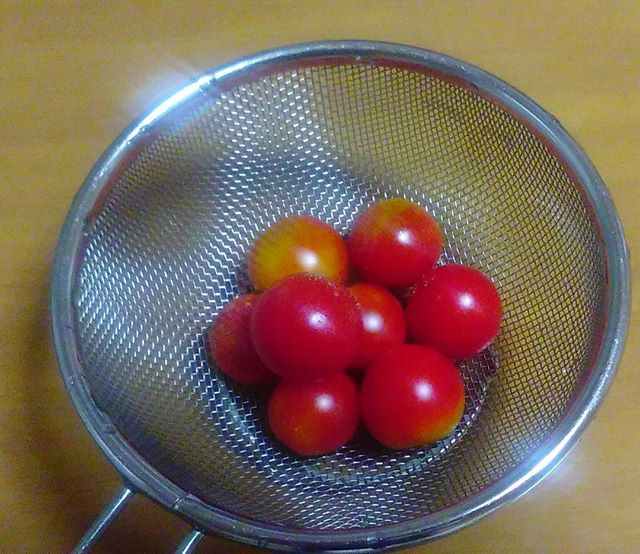 本日の収穫プチトマトです。トマトは勢いが落ちてきましたが、これからはナスとピーマンが採れるはずです。彼らは大器晩成型なので楽しみです。しかしトマト好きの私としてはもうしばらくトマトにも踏ん張ってもらいたい、、