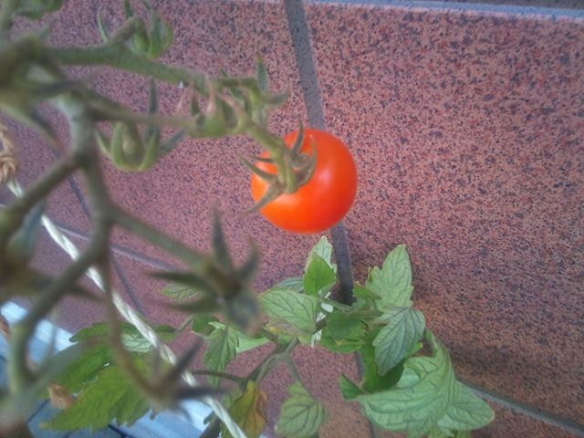 フルーツトマトは今日の収穫で遂に最後の1個となりました。これは美味しいのですが、脇芽があまり出ないのですよ。残念ですが、来年また作るのを楽しみにしようと思っていたら予想外の発見がありました。#家庭菜園 #トマト