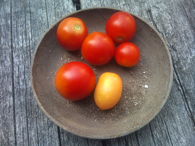 本日の収穫、だんだん数は少なくなってきましたがまだしばらくは収穫できそうです。脇芽が成長した苗からはイエロートマトが収穫出来ました。#家庭菜園 #トマト