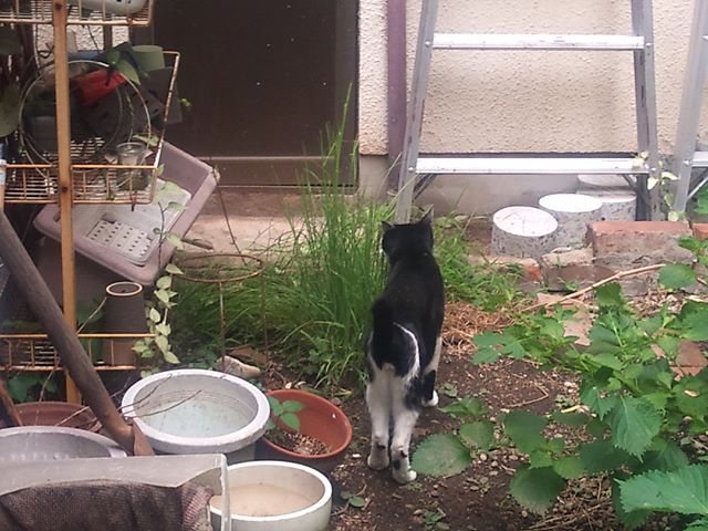 裏庭に移植した猫草を食べているモグさん。しばらくお腹の調子が悪かったのですが猫草を置くようにしてからは体調がいいみたいです。たまたま時期的に治ったかはわかりませんが、結構気に入ってくれて頻繁に草を食べています。#猫 #cat