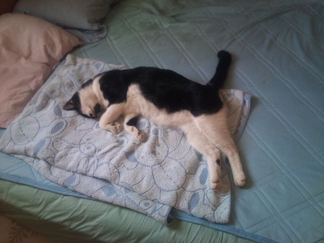 別途でゆっくりと横たわっているモグさん。一番涼しい場所をよくわかっています。ここは窓の近くで風通しがいいのですよ。穏やかに眠っています(^^)#猫 #cat