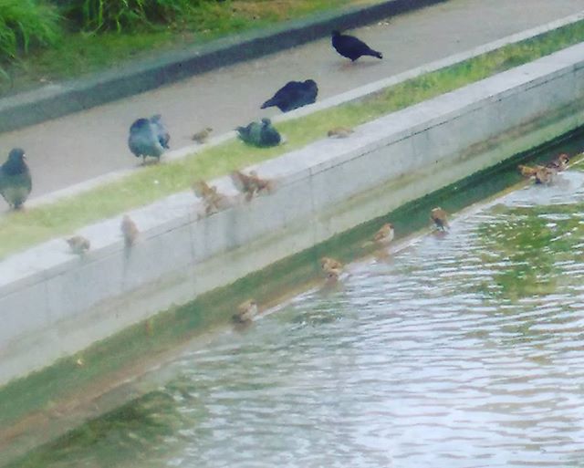 三宮の東遊園地にて、小鳥たちが水浴び中です#神戸 #雀