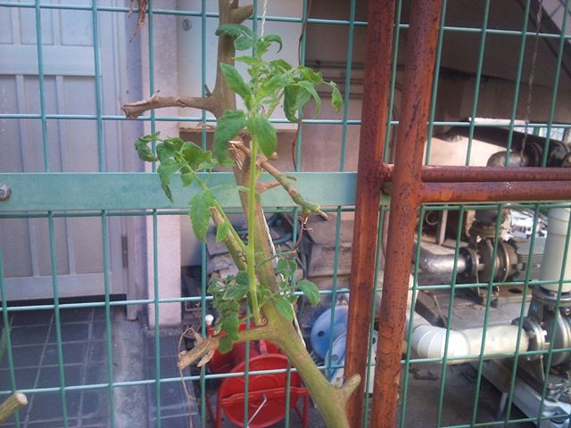 収穫も終わったトマトの苗から出てきた脇芽です。まだまだ小さいですが、成長することを期待してこのまま育ててみることにします。今もプチトマトの苗は育てているのですが、大玉トマトの苗は無くなりましたので、無事大きく成長してくれるといいのですけどね。#トマト #家庭菜園