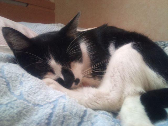 モグさんをドアップで撮影しました。撮影されているとも知らずにスヤスヤと眠っていますよ。おそらくこのまま夜までは眠ることです。#猫 #cat #寝る子は育つ