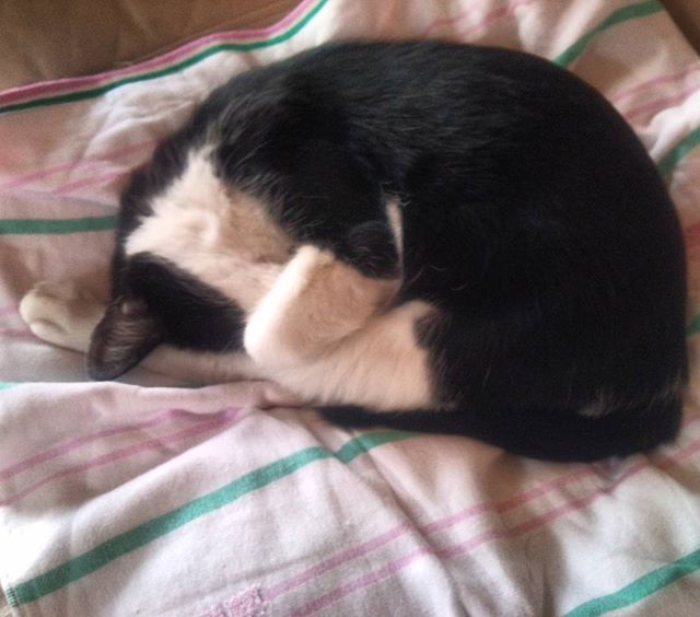 モグさんよ、なにか恥ずかしいのかい？顔を隠して眠るモグさん#猫 #cat