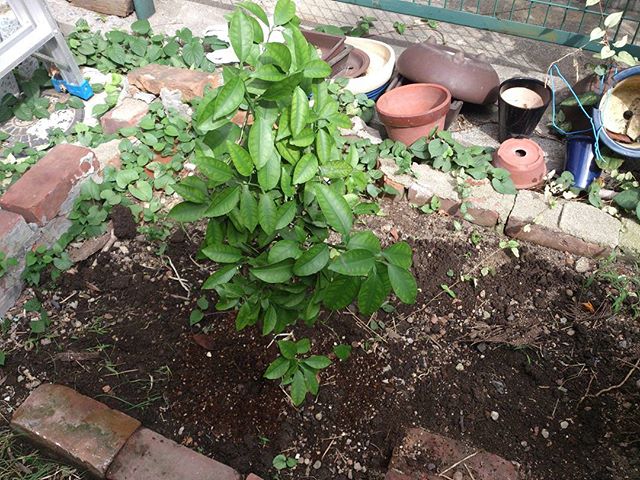 トマトもひと通り終わったので、整備してミカンの木を植えることに。元々鉢で育てていたものですが、直植えにして大きく育ってくれるといいのですが。