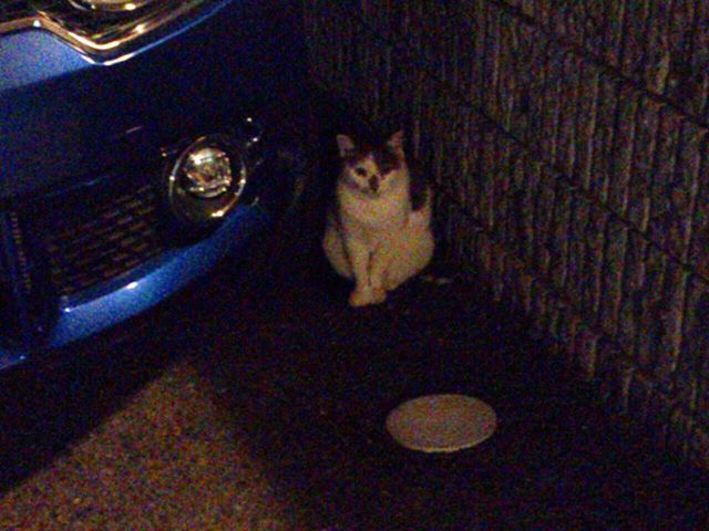 帰り道にて撮影。夜なので暗い写真になってしまいました。この猫は近所に住んでいるタマコさんです。大きな声で鳴くので夜にはちょっとした迫力が。ちなみにモグさんとは顔見知りです