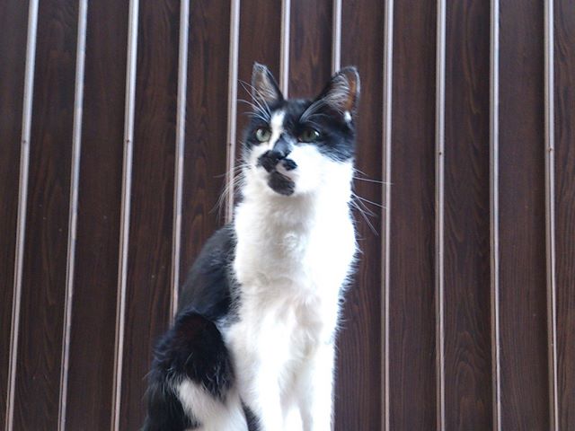 我が家の縁側にて撮影。一人立ち上がりなにかを見つめるモグ氏。彼が必死に見るその先には！？#猫 #cat #特に何もない