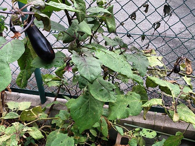 茄子は順調に大きくなってきてくれており、寒くなるまでは収穫出来そうです。3月に植えたナスですが、ロングランで採れるので嬉しいですね