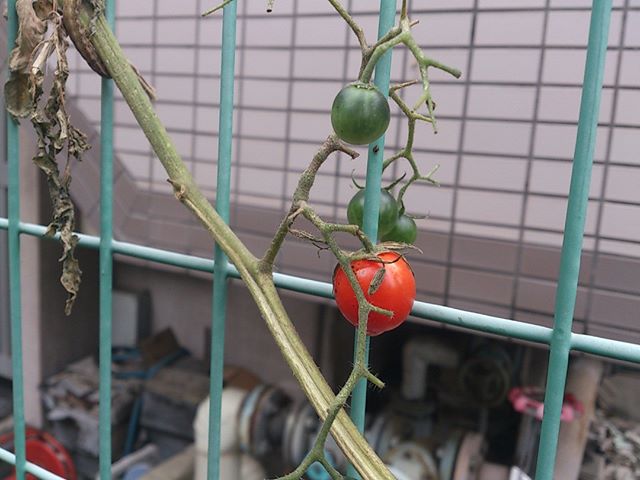 プチトマトが赤くなってくれました。だんだん気温も下がって来ていますのでそろそろ収穫も最後になりそうですねぇ