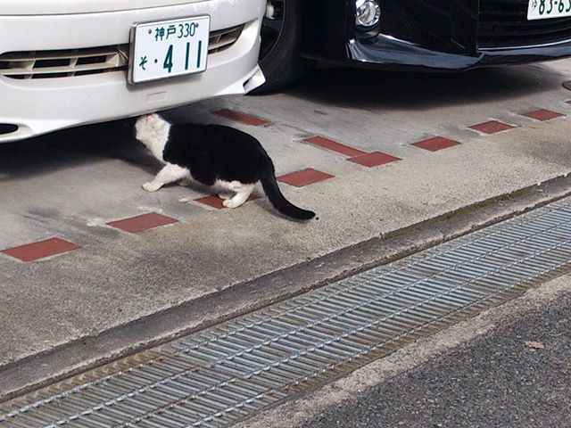 今日の外出で見かけた猫ちゃんです。今日は数多くの猫君に出会いました。まずは車を臭う彼です。#猫 #ネコ #cat