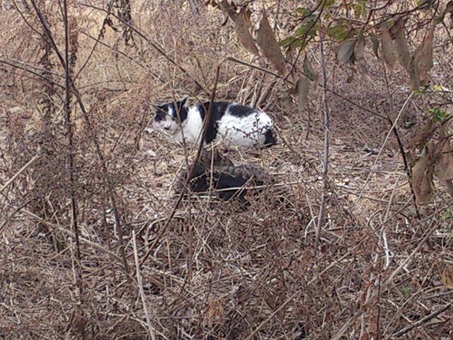 今度は空き地で発見。こちらは子猫を含め五人家族でした。近づいて怖がらせてもいけないので遠くから撮影。#猫 #ネコ #cat