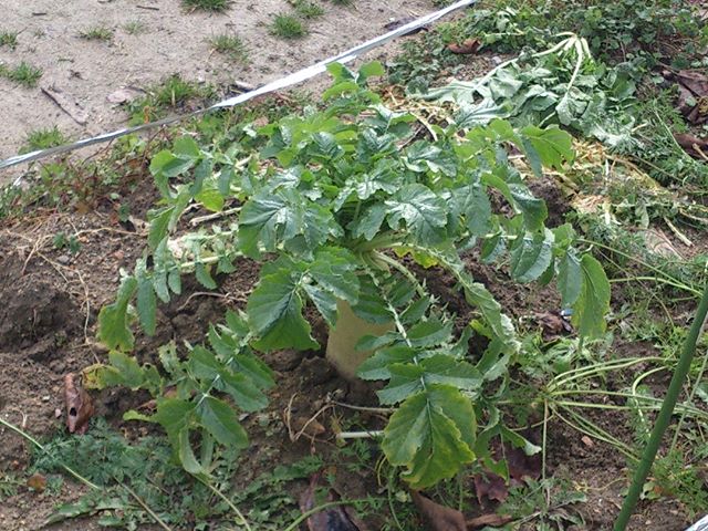 外出先にて撮影。見事な大根です。冬は植えることの出来る野菜も限られるし、我が家も次はチャレンジしてみようかな。#家庭菜園 #大根