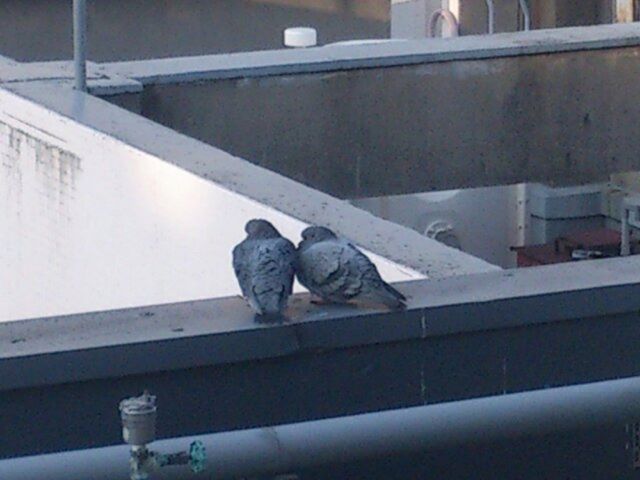 職場で見つけた二羽の鳩です。鳩のカップルでしょうか。仲良きことは美しきかな