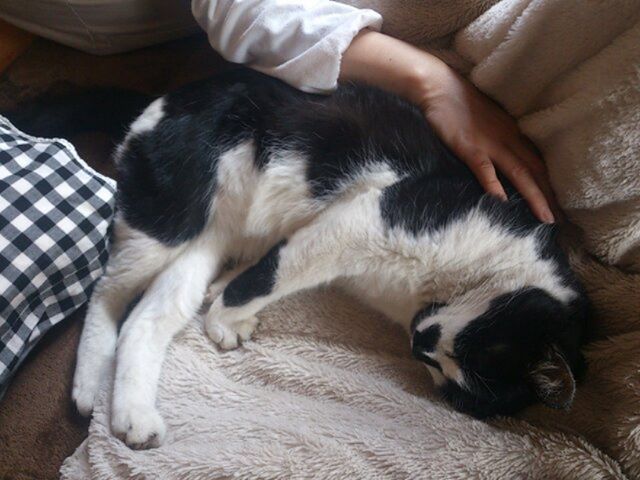 今日もふんわりとしたスタイルで眠るモグさん。気持ち良さそうです。日中はだいたい眠っていますね#猫 #cat #おっさん猫