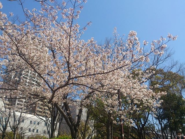桜も満開なり！今週末ぐらいが花見に最適かな？しかし家庭菜園もしたいのに、明日はお仕事、これいかに。こき使ってはいけませんよ