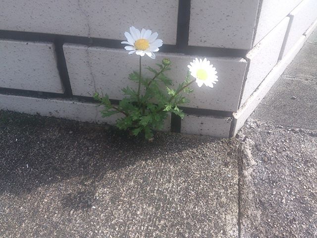 種が飛んだのか、煉瓦の隙間から花が成長してきました。植物の生命力は素晴らしい。
